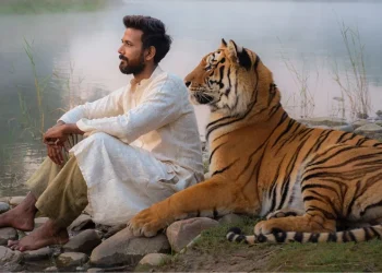 tiger love
