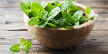 10 Health Benefits of Pudina Mint Leaves You Must Know 345x345@2x