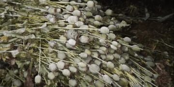 1200 675 26196959 thumbnail 16x9 img aspera