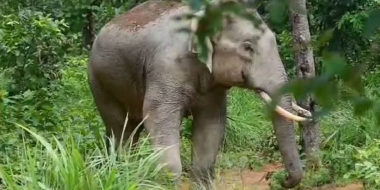 Human-Wildlife Conflict: मंडी प्रभारी पर हाथी का जानलेवा हमला, पत्नी के सामने ही पति को उतारा मौत के घाट; इलाके में दहशत 1 4 2