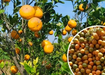 mp news 1280 720 2026 03 14t071245.724