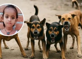 Lucknow Dog Attack: आवारा कुत्तों ने 8 साल की मासूम को नोच कर मार डाला 6 up news 1280 720 2026 03 02t093204.511