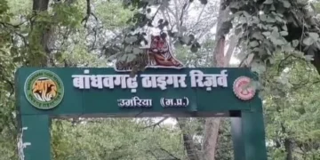 बांधवगढ़ टाइगर रिजर्व का कोर एरिया 1 अक्टूबर से खुलेगा, BS-2 और BS-3 जिप्सियों पर लग सकती है रोक