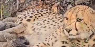 कूनो में चीता प्रोजेक्ट की मॉनिटरिंग पर उठे सवाल, मौतों की पोस्टमार्टम रिपोर्ट और अधिकारियों के विदेशी दौरों की मांगी जानकारी