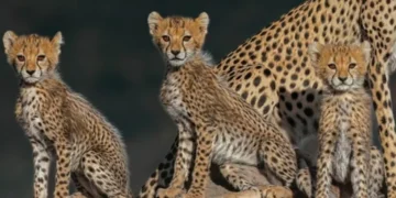 Kuno National Park: कूनो में अब तक 28 चीतों की मौत, इस साल 7 ने गंवाई जान; मादा चीता आशा के शावक की मौत