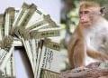 Monkey causes 'rain of money' in UP – 80 thousand rupees scattered, video goes viral